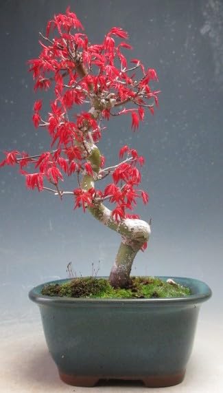 Amazon.co.jp: 盆栽 モミジ（出猩々）の鉢植え盆栽【現品】（4117
